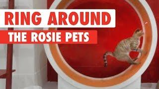 Ring Around The Rosie Pets