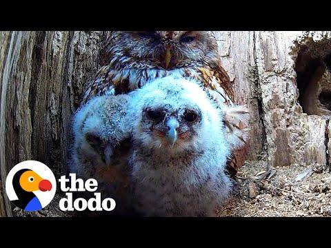 Hopeful Owl Mom Fosters Two Abandoned Chicks #Video