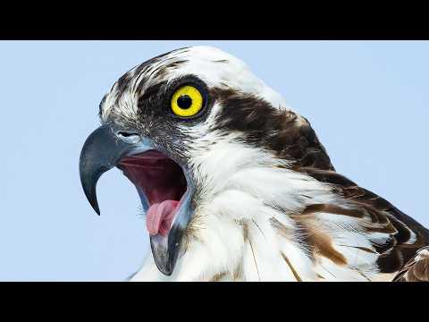 Not AI! Osprey Gets Swallowed by a Wave - Glorious Slow Motion#Video