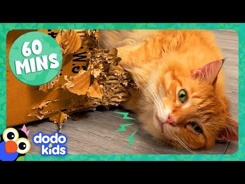 60 Minutes Of Animals Who Make Us LOL | 1 Hour Of Funny Animal Videos | Dodo Kids #Video