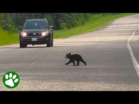 Baby bear refuses to leave his brother behind ❤️ #Video