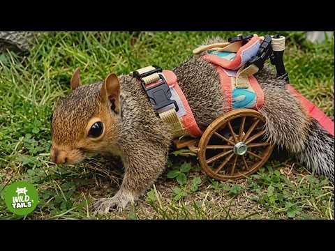 Wild Paralyzed Squirrel Asks Me For Help - And What He Does Is Incredible #Video