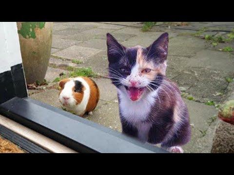 When your cat brings home a surprise friend #Video