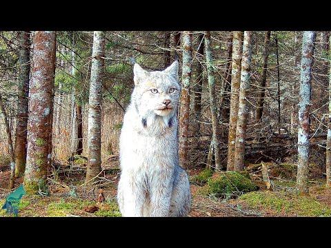 Incredible footage of a lynx in northern Minnesota #Video