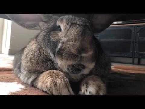 Woman brings home a wife for her lonely bunny #Video
