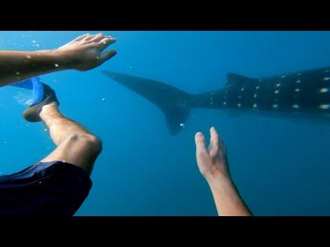 GoPro: Swimming with Whale Sharks | Philippines #TripOn