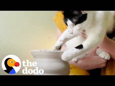 Cat Makes Dog Bowl For New Adopted Brother #Video