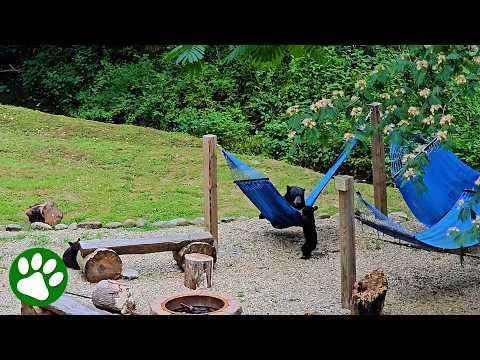 These Bear Cubs Have No Idea What Hammocks Are (And It's Hilarious) #Video