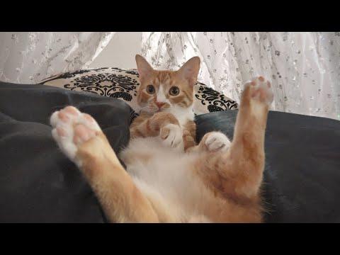 Cat makes his own bed and tucks himself in. #Video