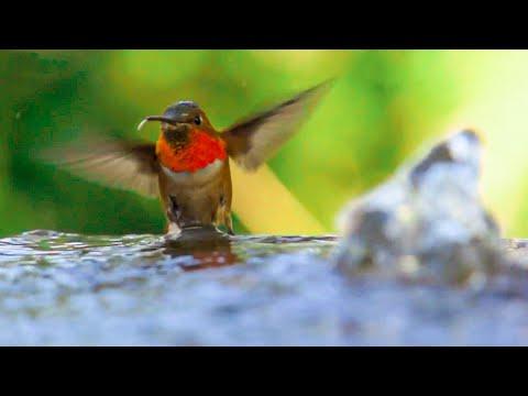 Beautiful Hummingbirds in Slow Motion