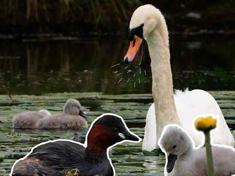 Swan vs Little Grebe | Discover Wildlife | Robert E Fuller