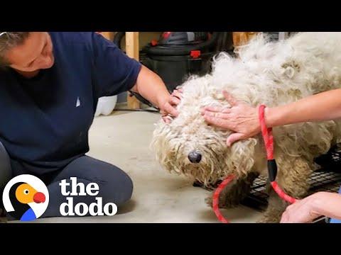 Matted Dog On The Run For Over Two Years Finally Gets Rescued #Video