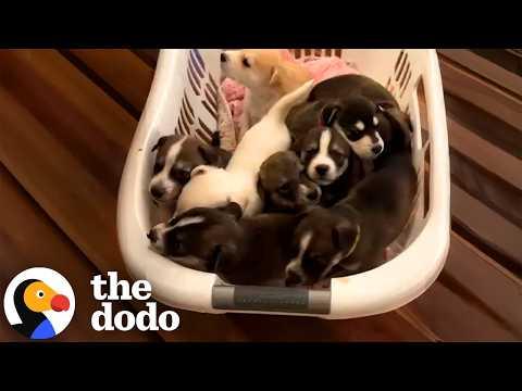 When You Rescue Two Dogs — And End Up With Sixteen Instead #Video