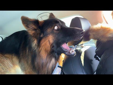 The Big Dog Froze When He Realized It Was Vet Day #Video