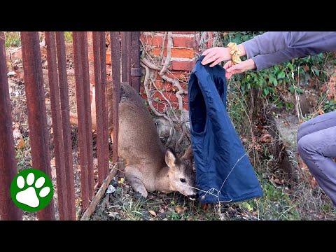 Woman saves deer in backyard #Video