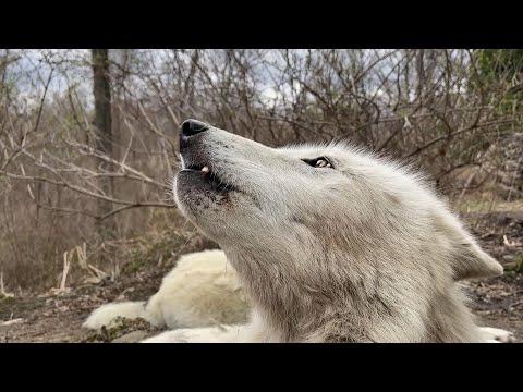 Wolf Continues Howling After Getting Bitten by a Bug #Video
