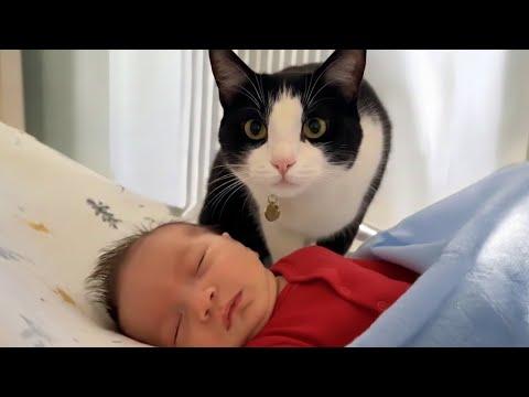 Cat Becomes Super Protective When Seeing the Baby #Video