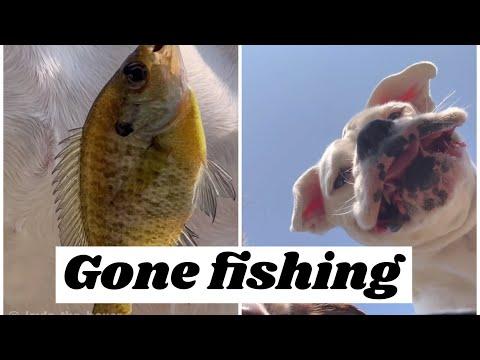 When you try out fishing - Layla The Boxer #Video