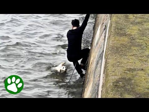 Strangers Come Together To Save Dog Stuck In Stormy River #Video