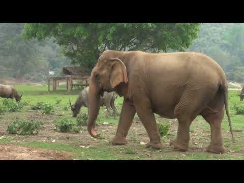 Elephant Kratae Was Welcomed Into Herd After Rescued For Three Months - ElephantNews #Video