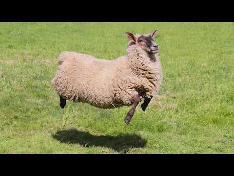 I Wasn’t Expecting These FUNNIEST Animals…  #Video