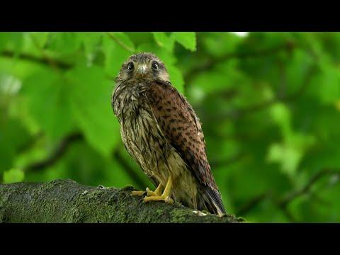 Animals in the Rain | Wildlife v Weather | Robert E Fuller #Video