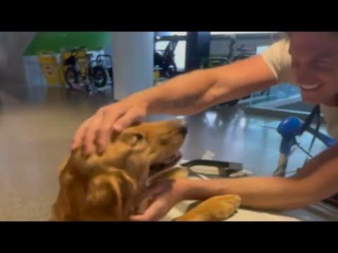 Dog's first day out of shelter is heartmelting #Video