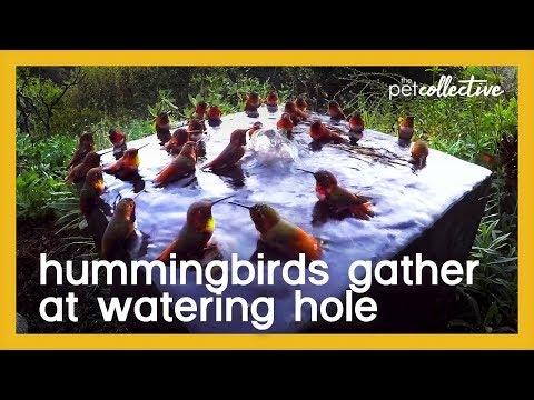 Hummingbirds gather at watering hole Video