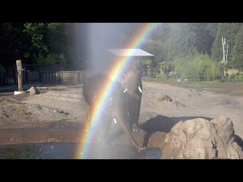 Bull Asian Elephants Frolic In A Rainbow Video