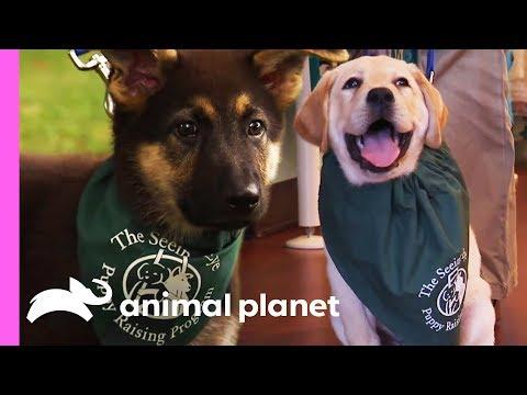 Two Future Guide Dogs Start Their Training | Too Cute!