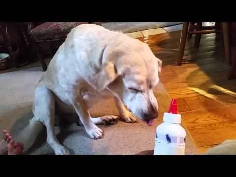 Denver The Guilty Dog Gives The McCheesy