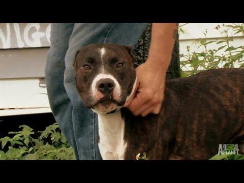 Pit Bull Rescued From Abandoned Ruins