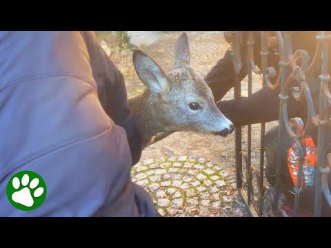 Beautiful Deer Pulled From Fence in Record Time #Video