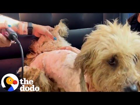 VERY Matted Dog Is Unrecognizable After Five Hour Haircut #Video