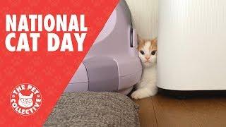 Cute Cats Video Compilation 2017 | National Cat Day!