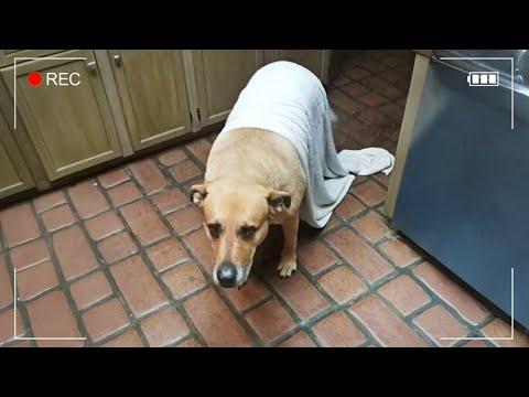 Secret Life of Animals Caught on Camera #Video