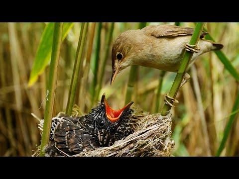 TRICKED! This Giant Cuckoo Chick Isn't Theirs | Robert E Fuller #Video