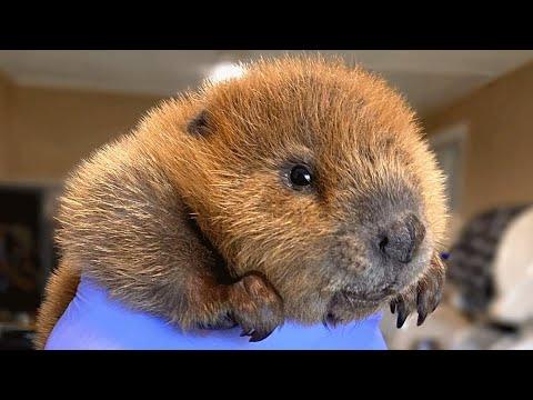 Baby beaver has uncanny object recognition #video