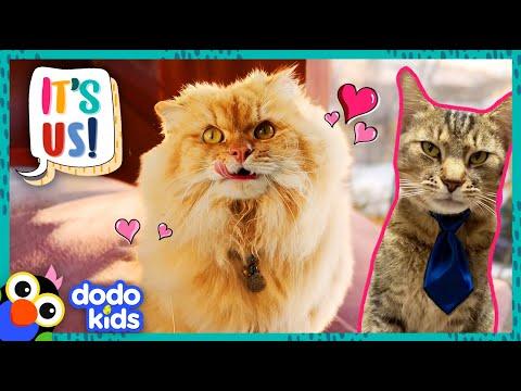 These Cute Kitties Found Families And…Jobs?! | Dodo Kids #Video