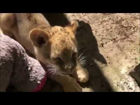 Cutest Most Adorable Lion Cubs Want Love And To Play