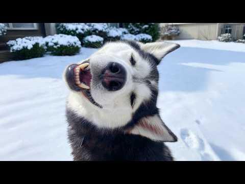 Hilarious Dogs Can't Help Themselves Meeting SNOW for the First Time #Video