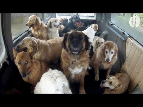 Doggie School Bus Picks Up Pups For 'School' #video
