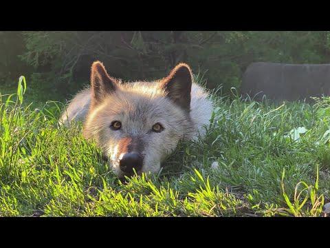 A Moment of Calm and Cute with Zephyr the Wolf #Video