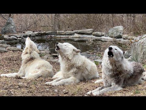 Wolf Who Lost His Voice Leads a Chorus of Howls #Video