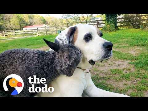 Baby Goat Who Could Barely Stand Grows Up To Race Her Dog Brother #Video