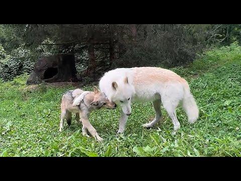 Gray Wolf Brothers Frolic and Play #Video