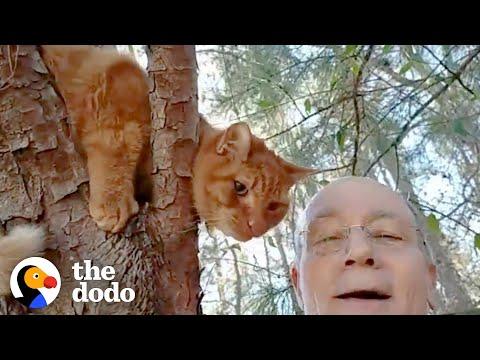Retired Guy Rescues Over 700 Cats From Trees #Video