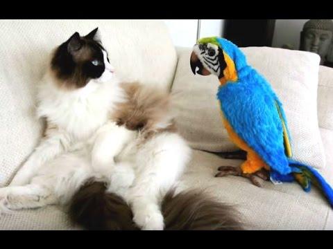 Funny Parrots Annoying Cats Compilation Video || NEW HD