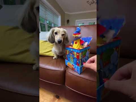 Dog versus Jack in the Box! #Shorts #dachshund #Video