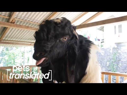 International Animals Video | Pets Translated